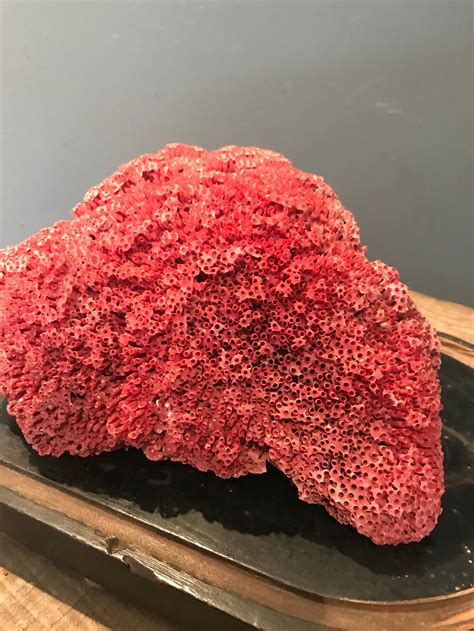 A Rare Natural Red Coral Specimen Large Belle And Beast Emporium