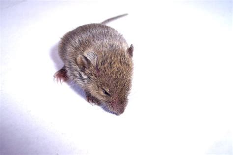 If you notice common signs of a mouse population in your home, such as droppings, evidence of gnawing on food items and packaging or squeaking and scurrying within your walls, you will want to take immediate action. How Can I Tell When My Female Mouse Is Pregnant? | Cuteness