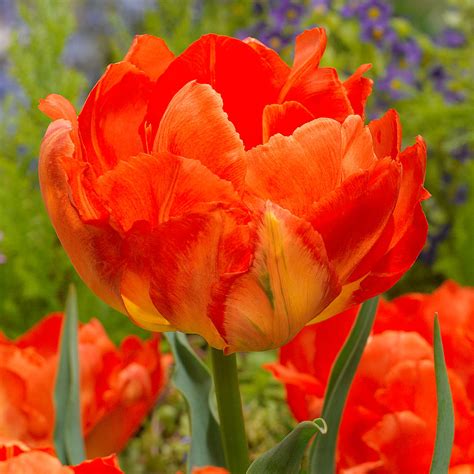Tulip Monte Orange Mirror Garden Offers