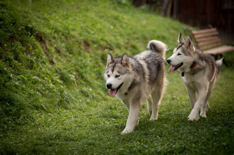 Alaskan Malamute Vs Siberian Husky Which Dog Makes A