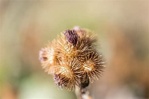 Round Dry Flower Stock Image Image Of Gardening Blooming 100408329