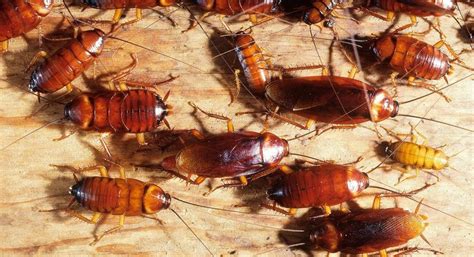 This Is Why Cockroaches Are Becoming Almost Impossible To Kill Pulse Nigeria