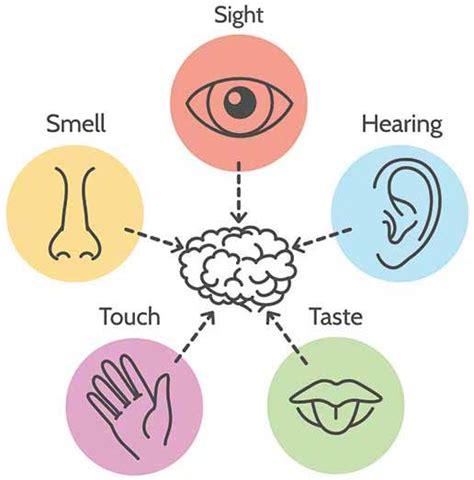 Using The 5 Senses To Build An Environment That Supports Learning