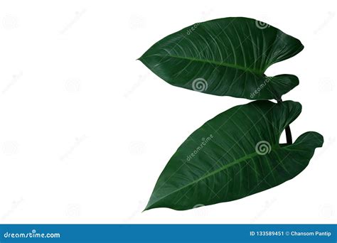 Heart Shaped Dark Green Leaves Of Philodendron The Tropical Foli Stock