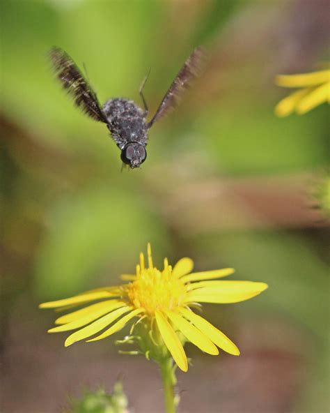 Tiger Bee Fly Xenox Tigrinus Split Oak Forest WEA Osceo Flickr