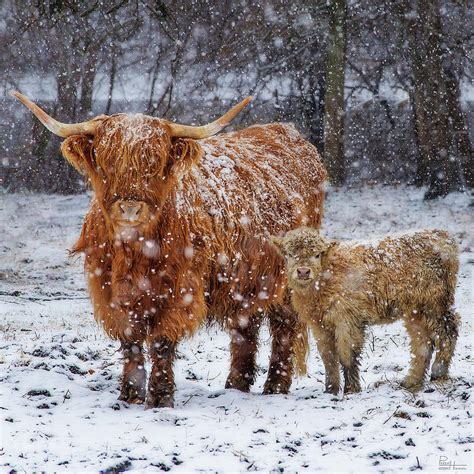 Mothers Love Scottish Highland Cow And Calf In Snowy
