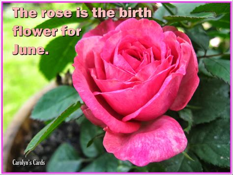 Open Your Eyes Life Is Beautiful Birth Flower June