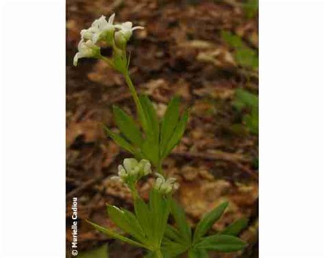Plant Of Sweet Woodruf Asperula Odorata