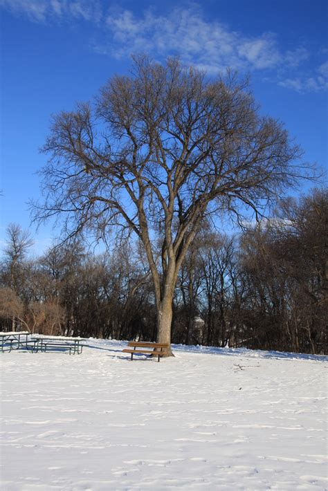 American Elm White Elm Trees Of Manitoba · Inaturalist