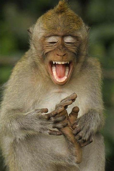 Pin By M Von D On Primates Laughing Animals Happy Animals Animals Wild