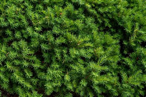 How To Grow And Care For Yew