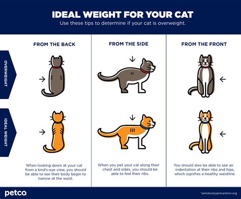 Cat Obesity Symptoms And Prevention