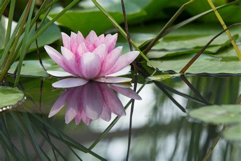 Pink Lotus Flower On A Pond Tell Your Story With Evaloguelife