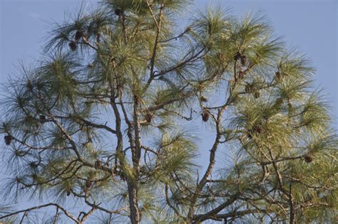 Slash Pine Tree Top Clippix Etc Educational Photos For Students And