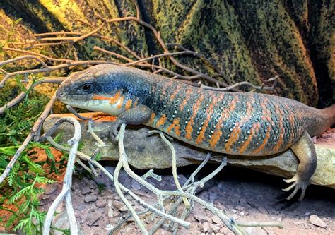 Algerian Berber Skink Orange Tailed Skink