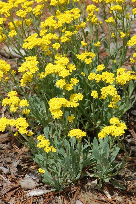 Yellow Perennial Flowers Pictures And Names