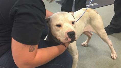 Injured Dog Healing Looking For His Forever Home Abc11 Raleigh Durham