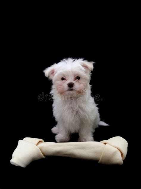 Dog With Bone Stock Photo Image Of Mammal Soft Bone 4311436