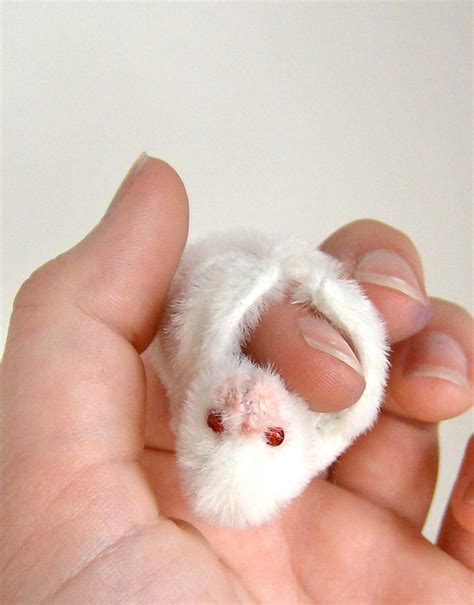 Rare Albino Finger Sloth