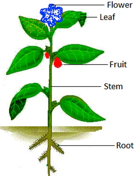Parts Of A Plant Vocabulary With Pictures