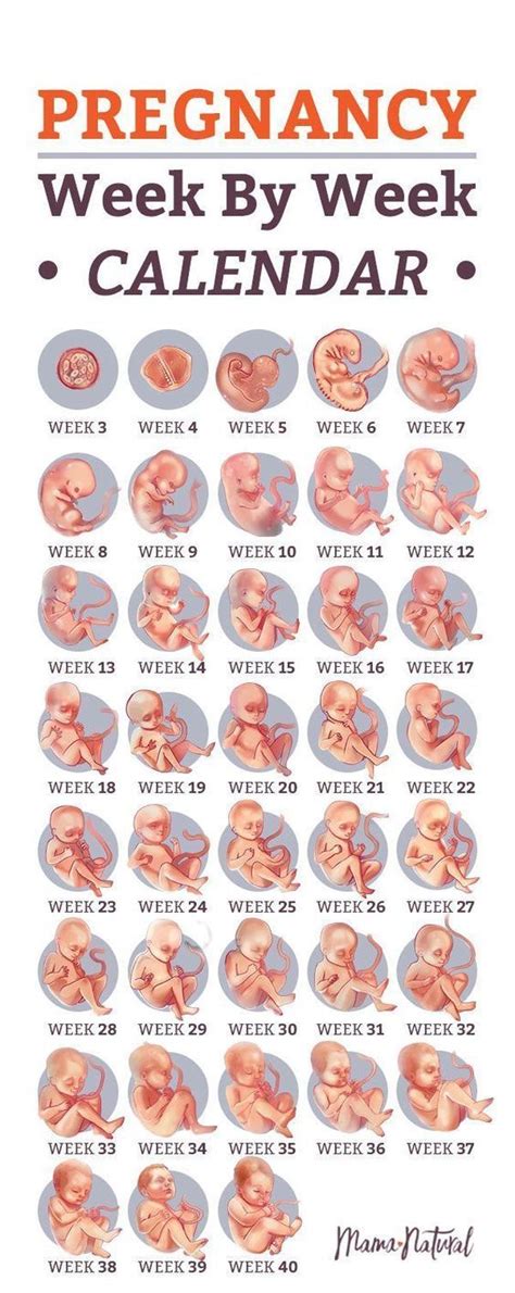 Preganancy Week By Week Calendar How Many Weeks Pregnant Am I How Many