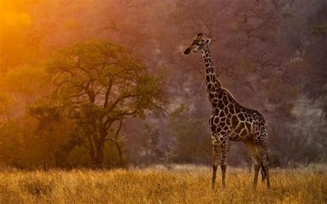 Africa Safari 1080p Hd Desktop Wallpapers 4k Hd