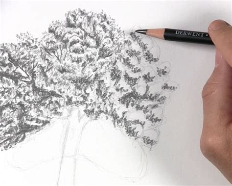 How To Draw A Tree With Leaves Lets Draw Today
