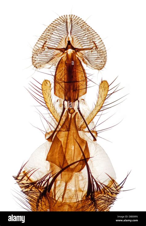 A Blowfly Proboscis Mouthparts Prepared Microscope Slide Classic