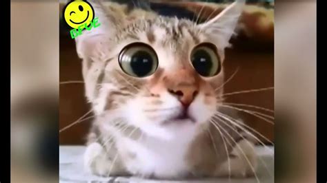 Funny Cat Watches Scary Horror Movie Very Funny Video Scared Cat