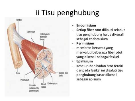 Sistem Otot