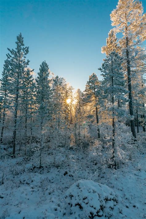 Free Stock Photo Of Cold Forest Freezing