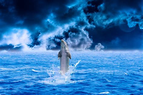 The Daily Dolphin Why Is The Sky Blue