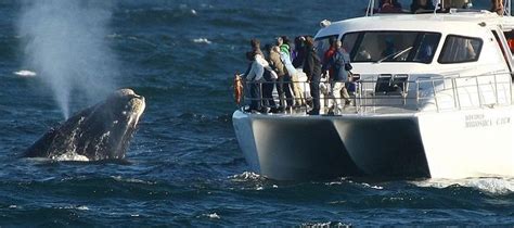 Hermanus Whale Watching Full Day Tour 2024 Cape Town