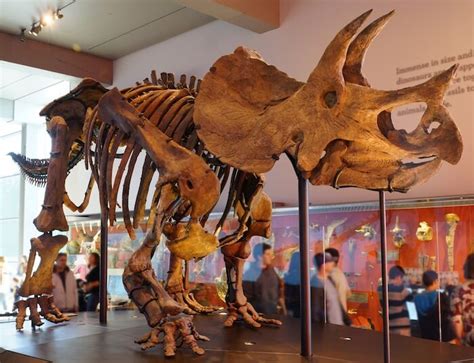 10 Cool Facts About Triceratops Paleontology World