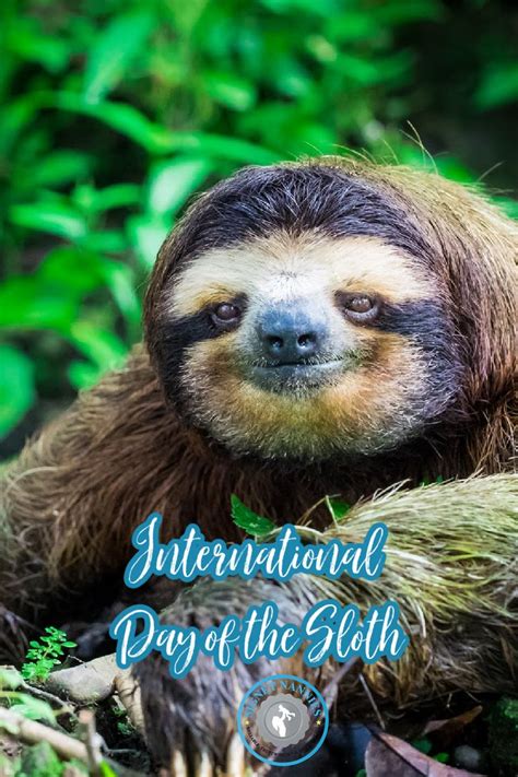 International Sloth Day Toddler Stories Nanny Agencies Nanny Services