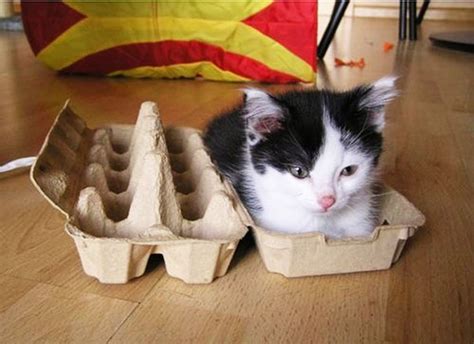If I Fits I Sits 20 Cats That Prove There Is No Space Too Tight Pics