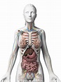 女性内脏器官图片_科学技术_高清素材_图行天下图库