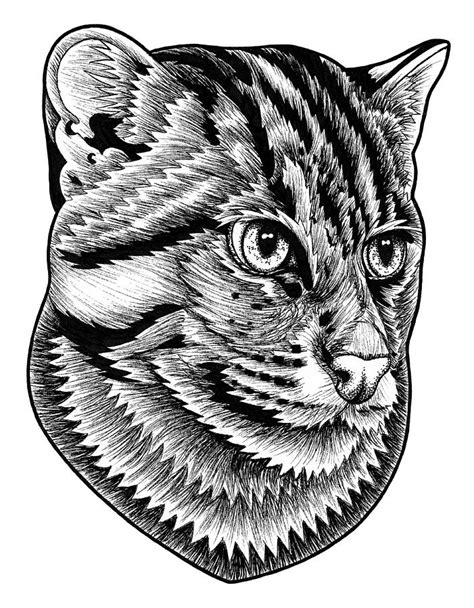 Follow this easy how to draw a cat step by step tutorial and you will be finishing up your cat drawing in no time. Fishing cat ink illustration Drawing by Loren Dowding