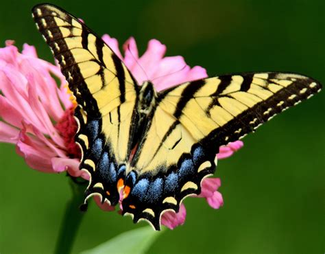 Swallowtail Butterfly Swallowtail Butterfly