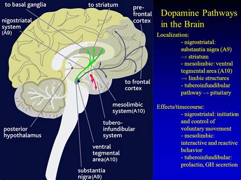 dopamine pathways diagram