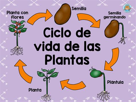 Imagenes Del Ciclo De Vida De Las Plantas Para Ninos Para Colorear