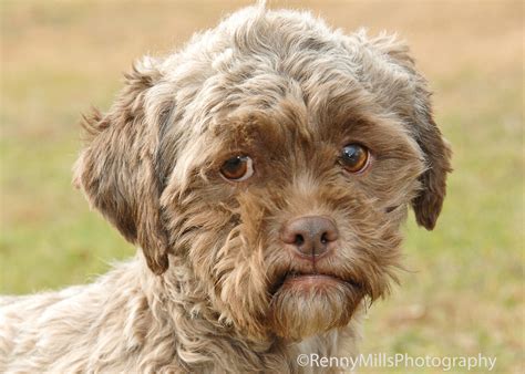 Tonik Dog With Human Face Available For Adoption Photos Huffpost