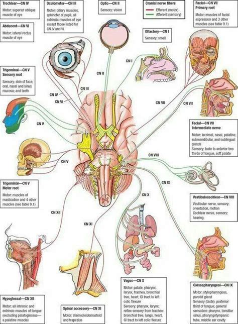 Cranial Nerves Nursing Study Medical School Studying