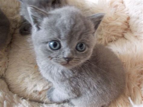 British Shorthair Cats For Adoption Pets4homes British Shorthair