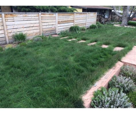 12 Of The Best Drought Resistant Grasses For A Greener Lawn