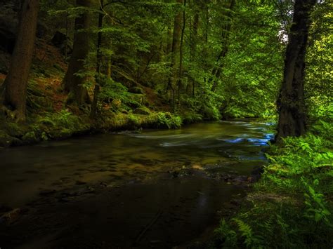4k Forests Trees Stream Moss Hd Wallpaper Rare Gallery