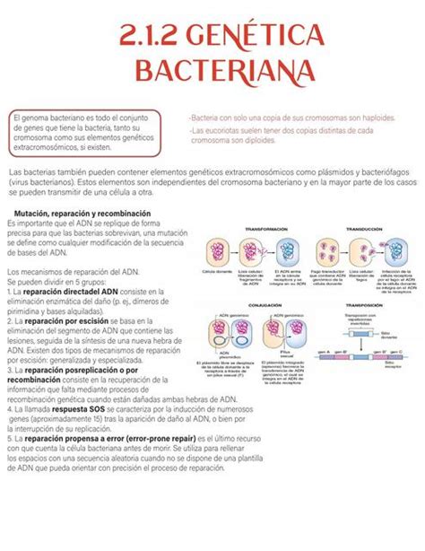 Genética Bacteriana Michelle Peñaloza Udocz