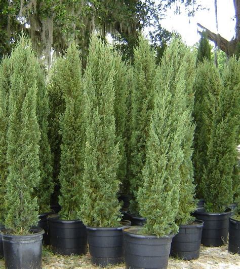 Italian Cypress Tree Facts Cultivars Growth Rate Pictures