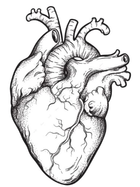 Pin By Jhan Inked On Plantillas Human Heart Art Human Heart Tattoo