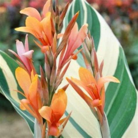 Pre Order Sale Stunning Variegated Canna Lily Stuttgart Etsy In 2021